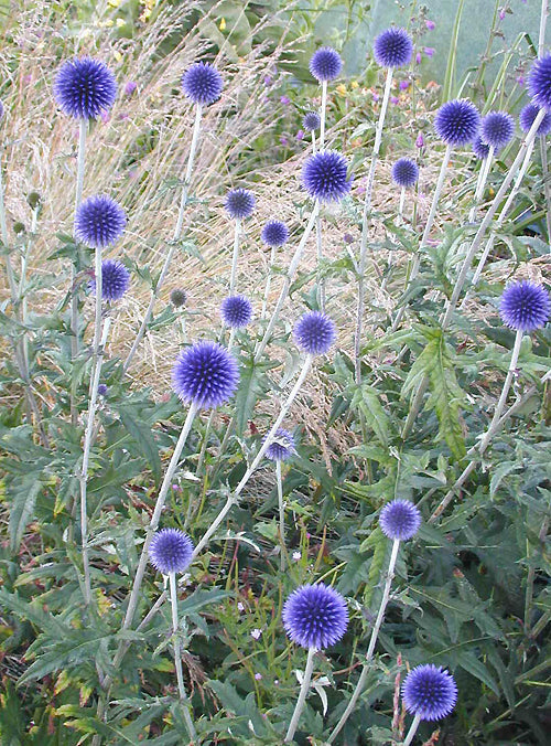 ECHINOPS RITRO 'VEITCH'S BLUE'