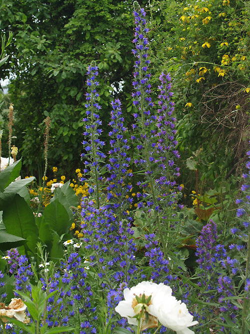 ECHIUM VULGARE ARMENIUM FORM