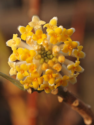 EDGEWORTHIA CHRYSANTHA 'GRANDIFLORA'