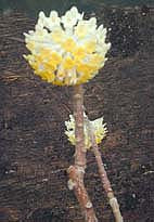 EDGEWORTHIA GARDNERI