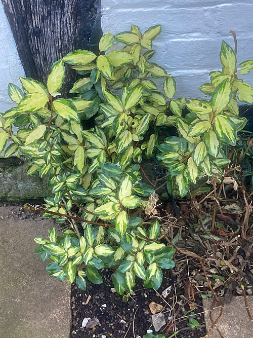 ELEAGNUS x EBBINGEI 'MARYLINE'