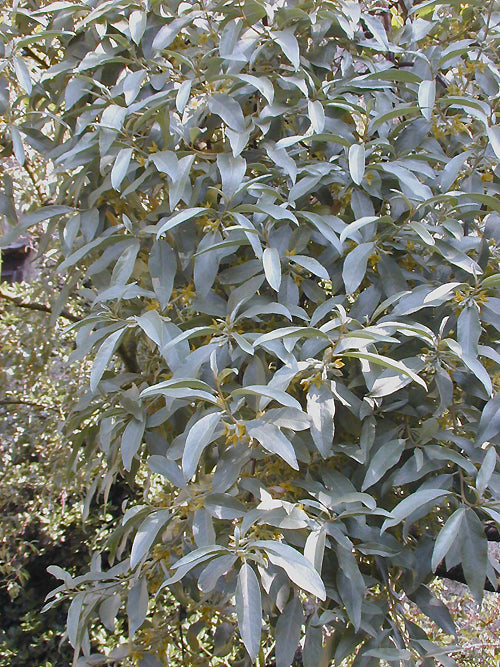 ELAEAGNUS 'QUICKSILVER'