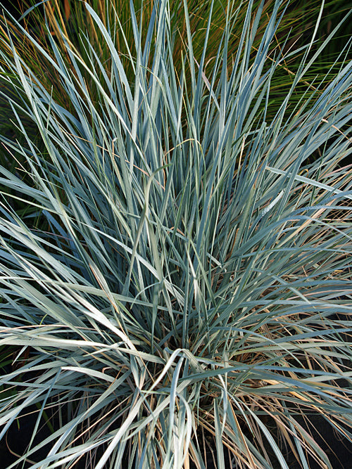 ELYMUS HISPIDUS