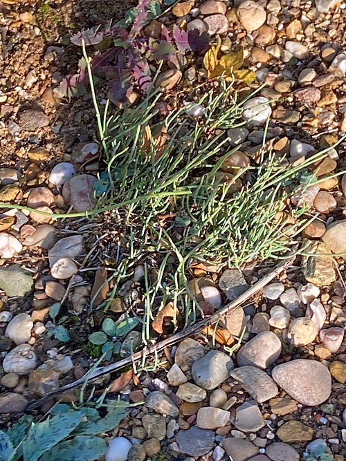 EPHEDRA MINIMA