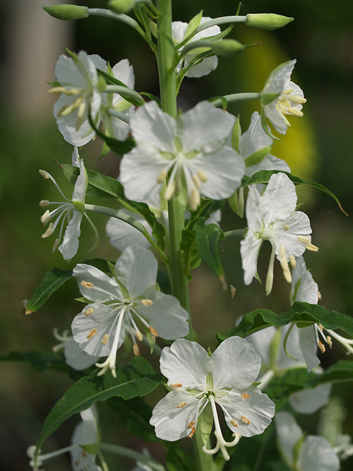 EPILOBIUM ANGUSTIFOLIUM var.ALBUM