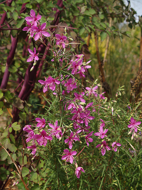 EPILOBIUM DODONAEI 1