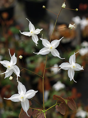 EPIMEDIUM 'ARCTIC WINGS'