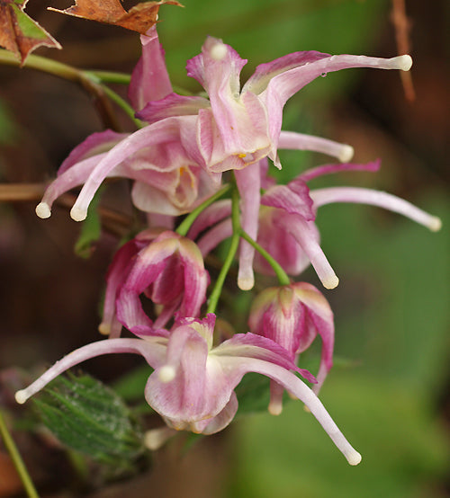 EPIMEDIUM 'BUCKLAND SPIDER'