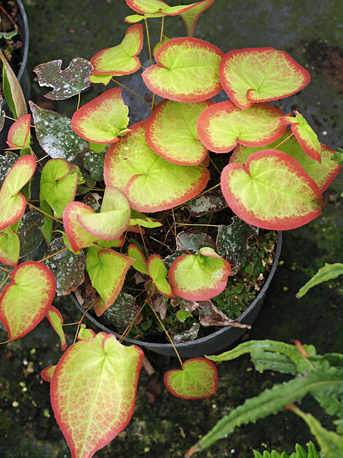 EPIMEDIUM SEMPERVIRENS 'CANDY HEART'