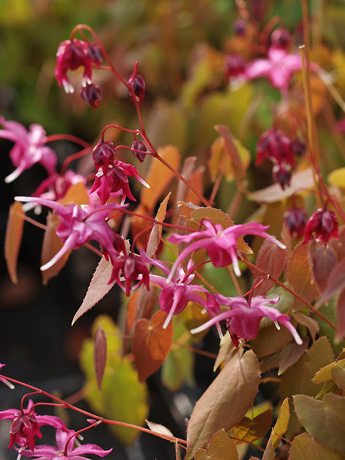 EPIMEDIUM GRANDIFLORUM CIRCE