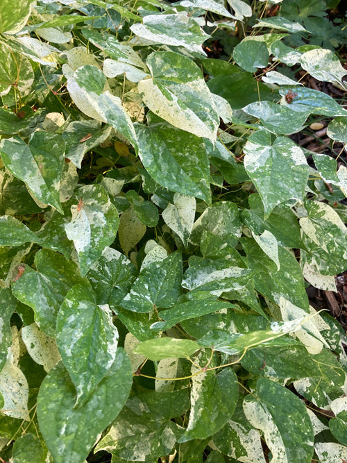 EPIMEDIUM SEMPERVIVUM 'CREAMSICKLE'
