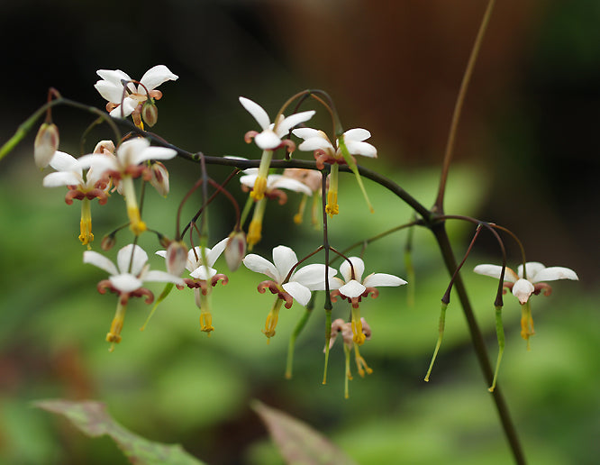 EPIMEDIUM DOLICHOSTEMON