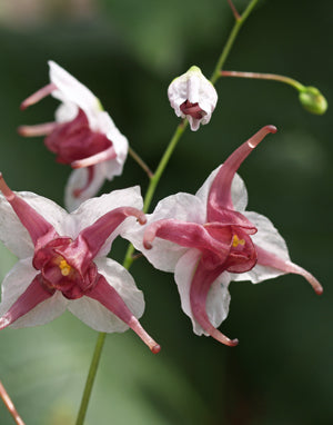 EPIMEDIUM EPSTEINII