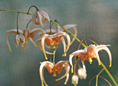 EPIMEDIUM 'JEAN O'NEILL'