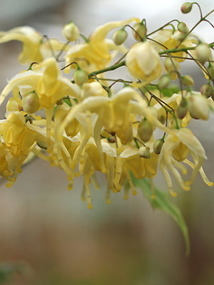 EPIMEDIUM LATISEPALUM