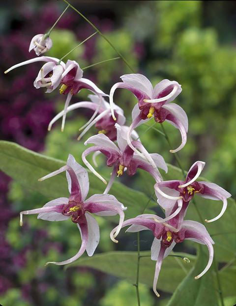 EPIMEDIUM 'MADAME BUTTERFLY'
