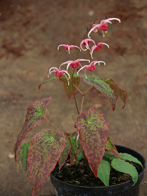 EPIMEDIUM new hybrid 2. from Thierry Delabroye