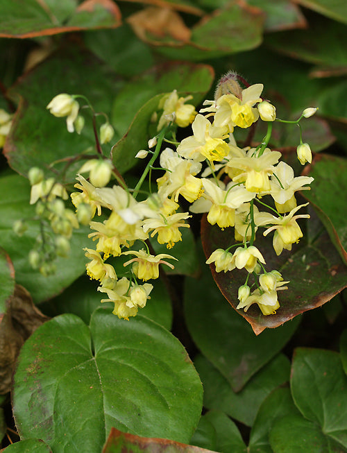 EPIMEDIUM x VERSIColour 'NEOSULPHUREUM'
