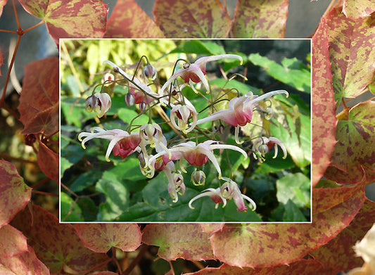 EPIMEDIUM 'PINK CHAMPAGNE'