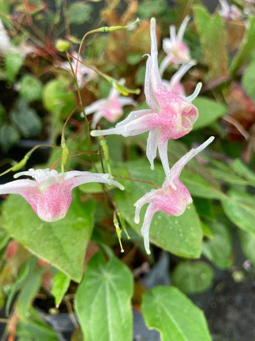 EPIMEDIUM x MAGIQUE ELFES SÉRIE 'PERRINE'S PINK'
