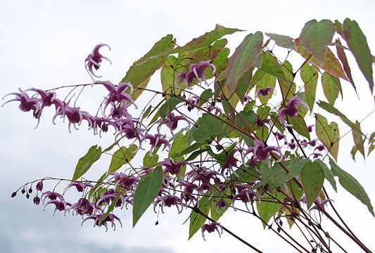 EPIMEDIUM 'PHOENIX'