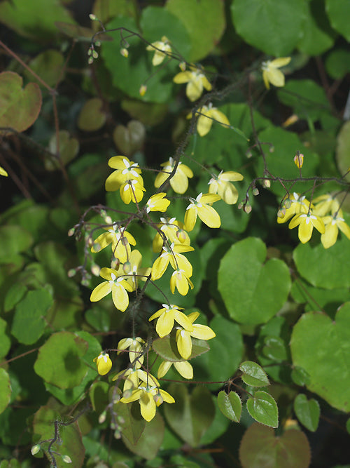 EPIMEDIUM PLATYPETALUM