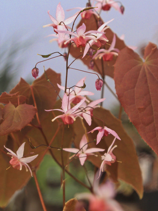 EPIMEDIUM 'PINK ELF'