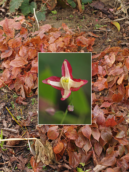 EPIMEDIUM x RUBRUM