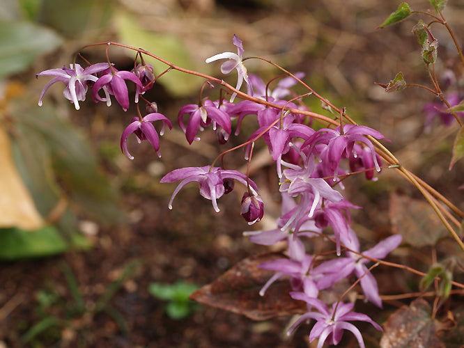 EPIMEDIUM SEMPERVIRENS 'VIOLET QUEEN'