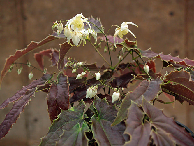 EPIMEDIUM WUSHANENSE 'SANDY CLAWS'