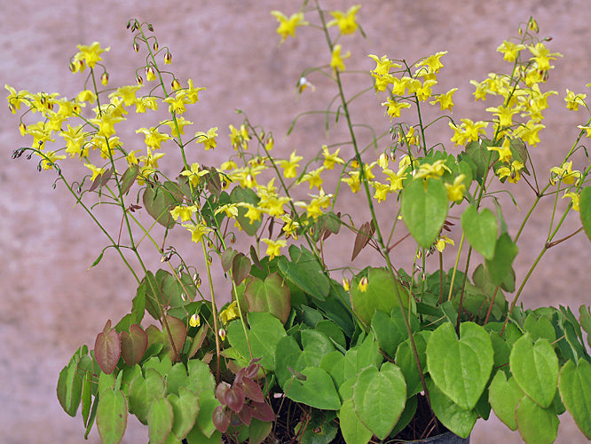 EPIMEDIUM 'WINTER'S END'