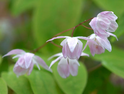 EPIMEDIUM x YOUNGIANUM 'ROSEUM'