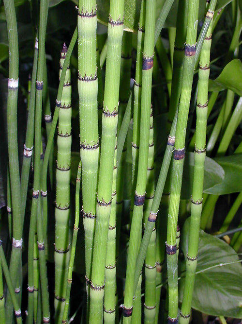 EQUISETUM HYEMALE