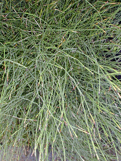 EQUISETUM VARIEGATUM