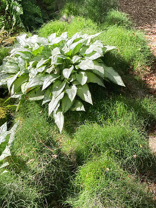 EQUISETUM SCIRPOIDES