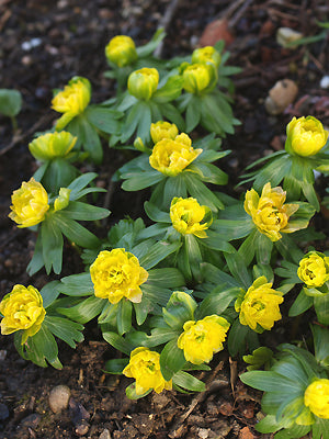 ERANTHIS HYEMALIS FLORE PLENA