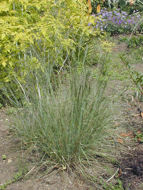 ERAGROSTIS SP. RCB RA-S-7
