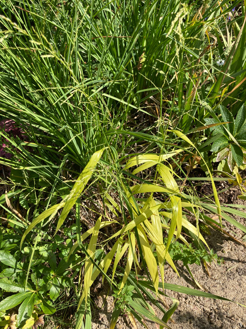 ERAGROSTIS AIROIDES YELLOW
