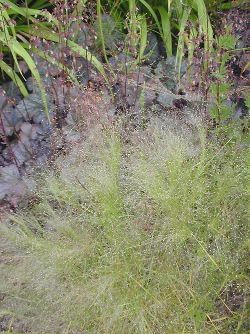 ERAGROSTIS AIROIDES