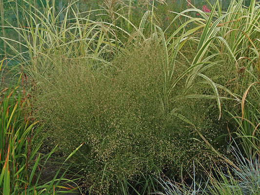 ERAGROSTIS TRICHODES