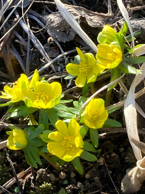 ERANTHIS HYEMALIS 'GRÜNLING'