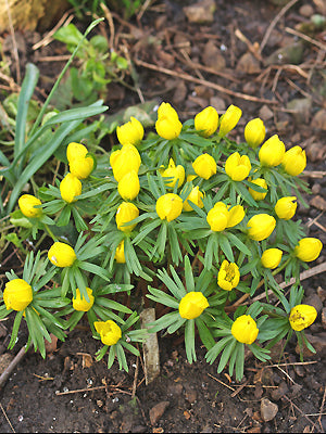 ERANTHIS HYEMALIS CILICICA GROUP