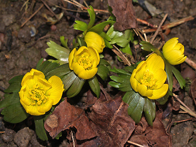 ERANTHIS HYEMALIS