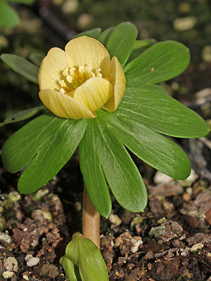 ERANTHIS HYEMALIS 'SCHWELFELGLANZ'