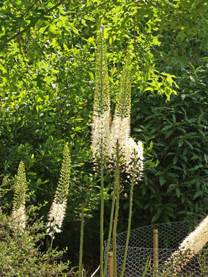 EREMURUS AITCHESONII 'ALBUS'