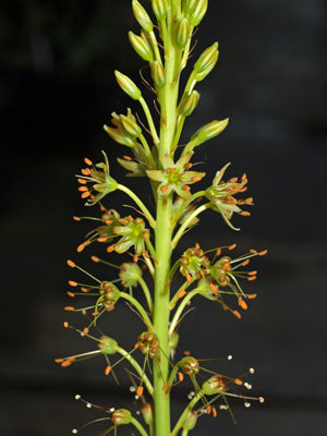 EREMURUS ALTAICUS JCA 0.443.809