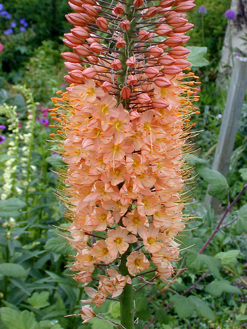 EREMURUS x ISABELLINUS 'CLEOPATRA'