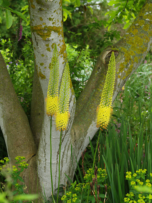EREMURUS 'EMMY RO'