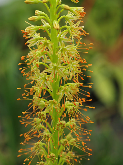 EREMURUS FUSCUS JCA 0.444.043