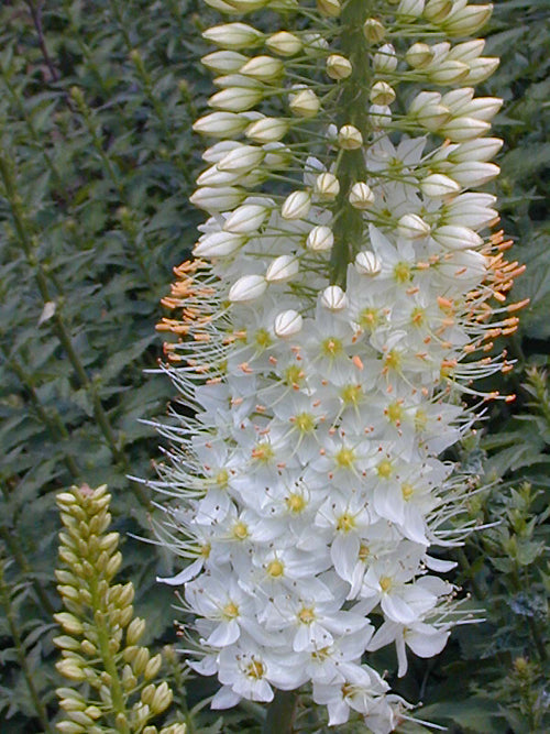 EREMURUS 'OBELISK'